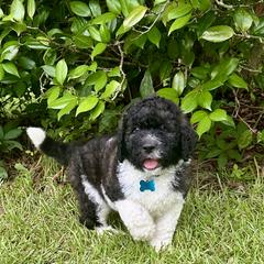 Goldendoodle and Saint Berdoodle Puppies from Southern Doodles of Eastern North Carolina
