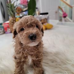 Poodle Puppies from Poodle house CA