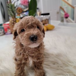 Poodle Puppies from Poodle house CA