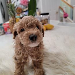 Poodle Puppies from Poodle house CA