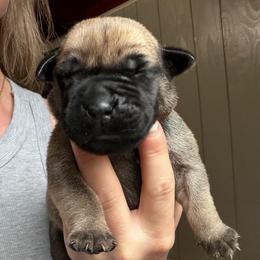 Copper (Brown Collar) - Reddish brown male Boerboel puppy in Manitowoc, Wisconsin from Mae Boerboel
