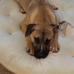 Male Teal Collar - Fawn male Perro de Presa Canario puppy in Madison, Ohio from Joshua's Perro de Presa Canario