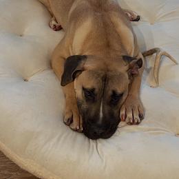Male Teal Collar - Fawn male Perro de Presa Canario puppy in Madison, Ohio from Joshua's Perro de Presa Canario