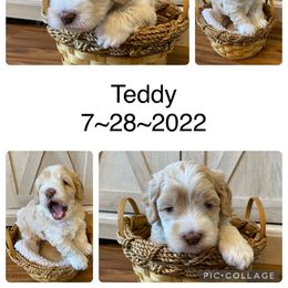 Cockapoo Puppies from Southwest Ohio Cockapoo’s