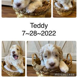 Cockapoo Puppies from Southwest Ohio Cockapoo’s
