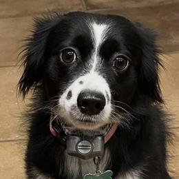 Toy Australian Shepherds from Fairway Furries