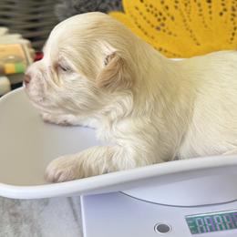 Havanese Puppies from Sonny's Pups