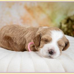 Rapunzel - Red and white female Cockapoo puppy in Connersville, Indiana from Deaz Doodle Ranch