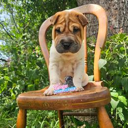 Chinese Shar-Pei Puppies from Zoey's Waggly Tails
