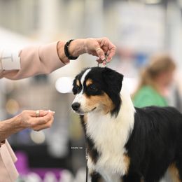 Miniature American Shepherd All Grown Up from Stellar Miniature American Shepherds