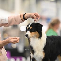 Miniature American Shepherd All Grown Up from Stellar Miniature American Shepherds
