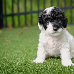 Havapoo and Pomsky Puppies from Pearl of the Orient Seas