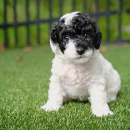 Havapoo and Pomsky Puppies from Pearl of the Orient Seas