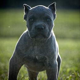 Boxer and Cane Corso Puppies from Soaring Royalty Canines LLC