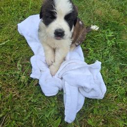 Guernsey - Mahogany and white female Saint Bernard puppy in Castle Rock, Washington from PNW Saint Berdoodles