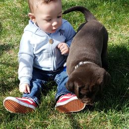 Labrador Retriever Puppies from Rick's Retrievers