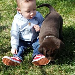 Labrador Retriever Puppies from Rick's Retrievers
