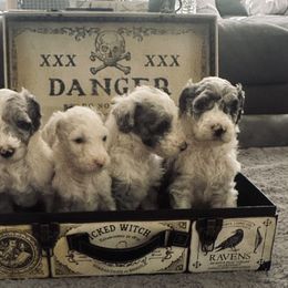Sheepadoodle puppies from Chicago Sheepadoodles
