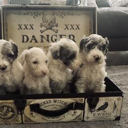 Sheepadoodle puppies from Chicago Sheepadoodles