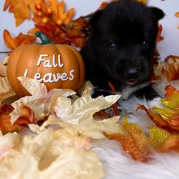 Siberian Husky Puppies from SouthernBell Siberian Huskies
