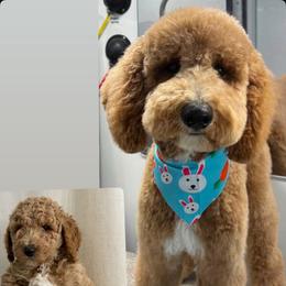 Goldendoodle All Grown Up from Zari Benji Doodles