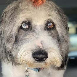 Aussiedoodles, Bernedoodles, Goldendoodles, Irish Doodles, and Sheepadoodles from Little Fur Friends