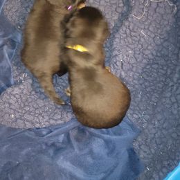 Rottweiler Puppies from Von Haus of Pearl