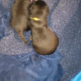 Rottweiler Puppies from Von Haus of Pearl