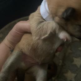 Gatsby - Red male Shiba Inu puppy in Nashua, New Hampshire from My Beloved Shiba LLC