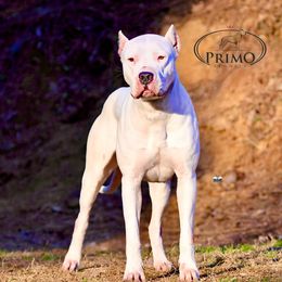 Athena - Dogo Argentino