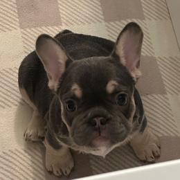 Storm - Blue female French Bulldog puppy in Indianapolis, Indiana from McDaniel Farm and Fowl