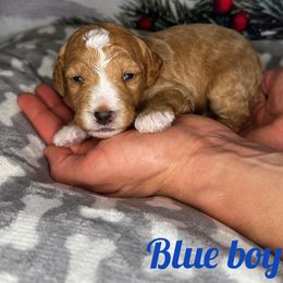 Boy 3 - Bernedoodle puppy in Modesto, California from Two Doods Doodles