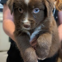 Boy 1 - Red & white Australian Shepherd puppy in Sanger, California from A&M Australian Shepherds