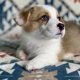 Pippy - Red male Pembroke Welsh Corgi puppy in Rosharon, Texas from Morning Glory Corgis