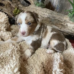 Miniature Australian Shepherd Puppies from Helm Farms Aussies