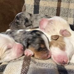 Golden Mountain Doodle puppies from Pup Paw-fection