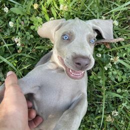 Red collar - Gray male Weimaraner puppy in Granite Falls, North Carolina from Pups and Pastures- Weimaraners