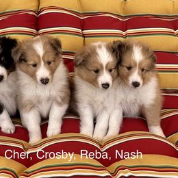 Shetland Sheepdog Puppies from Double Dare Shelties