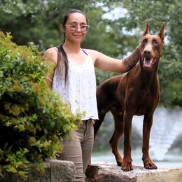Rocco BH, IGP3 - Doberman Pinscher