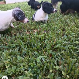 Dachshund Puppies from Miami piebald Dapple Dachshunds