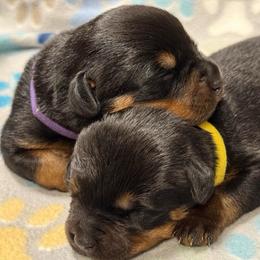 Girl 1 - Black and mahogany female Rottweiler puppy in Newfoundland, Pennsylvania from Poconopaws