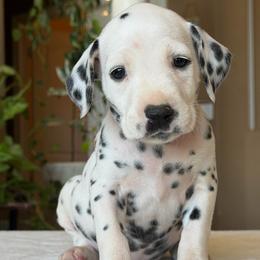 Female 4 - White and liver brown female Dalmatian puppy in Lake Mathews, California from Bully Market