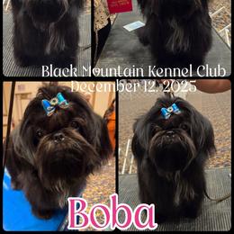 Shih Tzu puppies from Raincross Shih Tzu