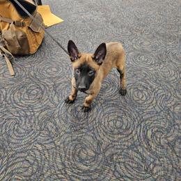Blue collar - Fawn male Belgian Malinois puppy in Bolton, Connecticut from du Val du Bois Malinois