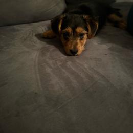 Pitbull - Black and tan male Morkie puppy in Lawrenceville, Georgia from Georgias Finest Puppies
