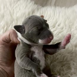 Sky - Blue female Italian Greyhound puppy in Southwest Florida, Florida from Woofford Italian Greyhounds