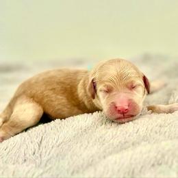 Blue Collar - Apricot male Goldendoodle puppy in Stockton, California from Port City Doodles
