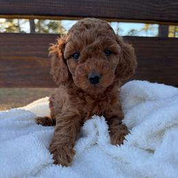 Pumpkin - Red male Cockapoo puppy in Ellaville Ga, Georgia from Lakeside Cockapoos