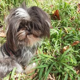 Mojo - Shih Tzu