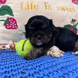 Cooper - Black and tan male Cavalier King Charles Spaniel puppy in Watkinsville, Georgia from Cavaliers of Windsor